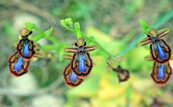 行为适应：动态的生存智慧