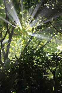 无患子阳光生长，速成爆款树！