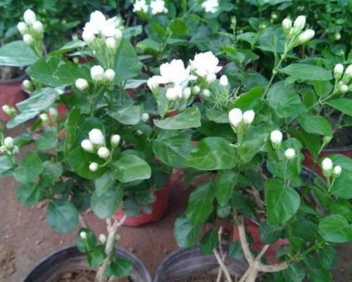 第二种花卉推荐：茉莉花