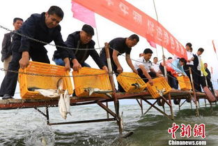 30万尾鳜鱼放流江苏洪泽湖，关注生态修复与渔业可持续发展