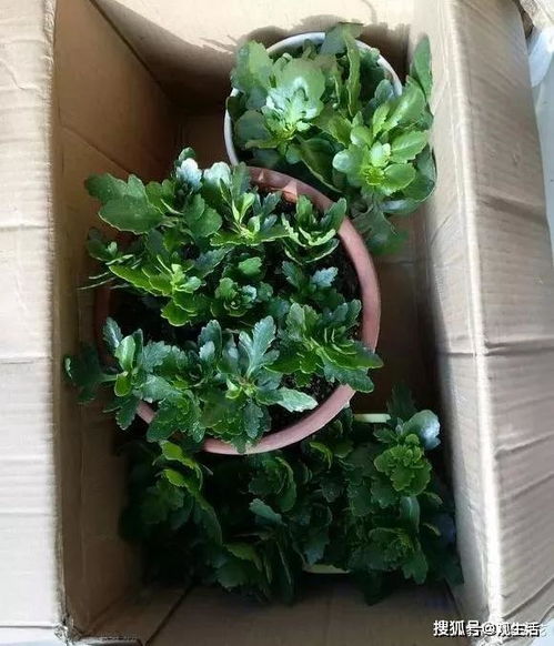 长寿花不开花怎么办？教你几招让它花开爆盆