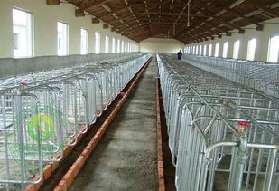 母猪限位栏饲养制约繁殖效能提升