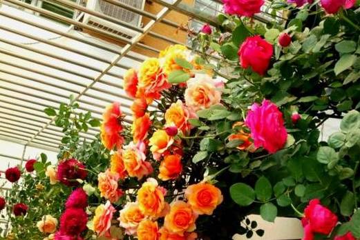 奥特亚罗瓦月季：新西兰的美丽使者