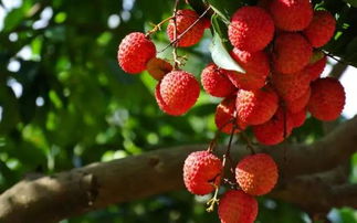 荔枝干高效加工技术揭秘，提升花卉保鲜品质