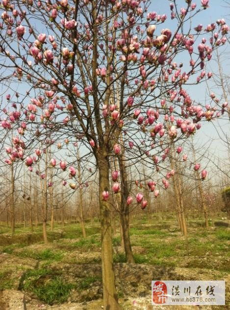 先说浇水，这是个技术活