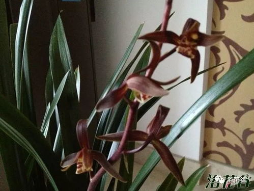春兰花期一般在哪个月份开花？关于春兰的开花时间