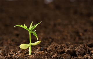 盐碱地种植那些草？如何实现增产的双效方案？