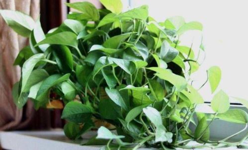 一、 绿萝叶子长不长的烦恼