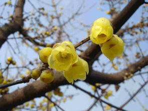 腊梅的繁殖方法