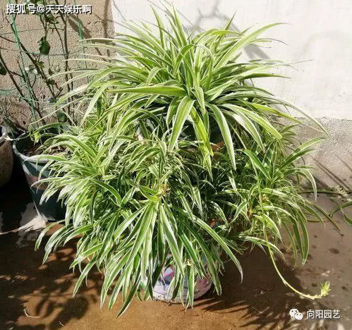 吊兰种植技巧与养护要点