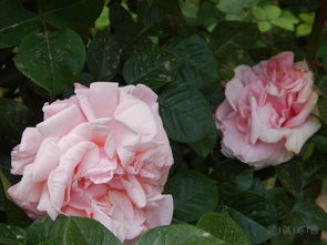 朱砂碗月季的优缺点解析