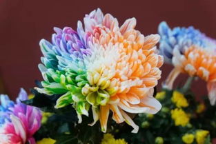 你了解七彩霓虹花那神秘而美丽的花语