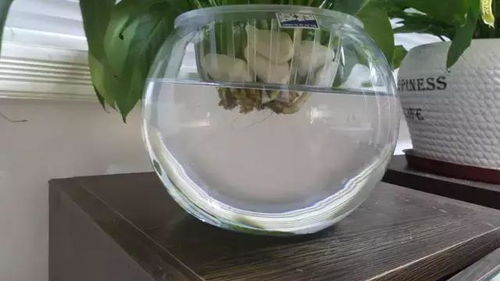 水培白掌如何正确养护才能使其生长旺盛