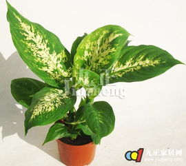 掌握养植方法， 注意事项要牢记