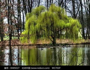极端天气，绿化的挑战