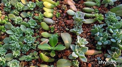 喷洒多菌灵，防范病害hen重要！