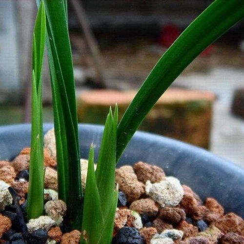 滴水莲叶子发黄怎么办？是浇水过多还是施肥不足
