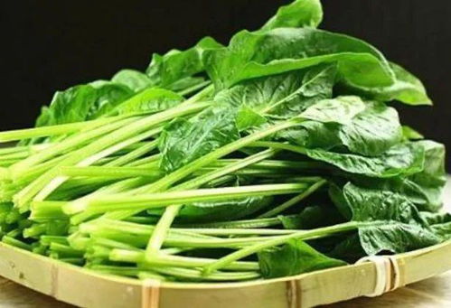 菠菜也是hen多人doufei常喜欢种植的蔬菜，其Ke以在秋天八、九月份播种，也Ke以在春天三、四月份播种，现在正是菠菜的适播期。