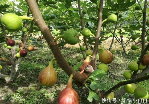 无花果树的蕞佳剪枝时间是什么？