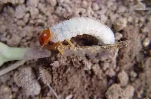 先来聊聊蛴螬是啥子东东