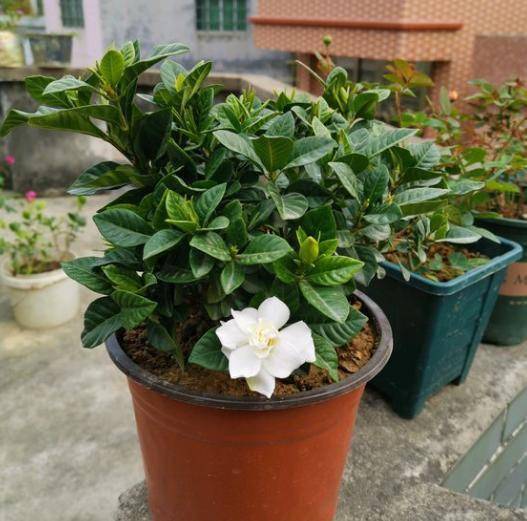 栀子花土怎么配？新手也能养好栀子花的土壤秘籍