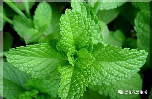 松柏长青， 增添生机