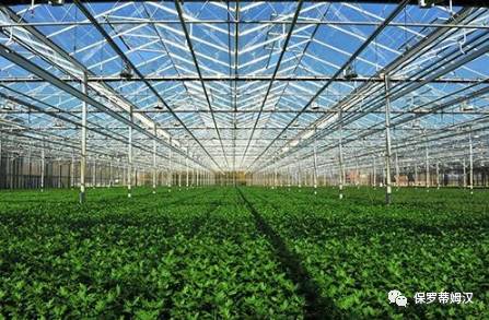 如何在大棚蔬菜种植中通过优化技术实现产量与质量的全面提升？