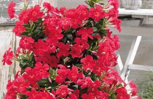 新买的飘香藤，怎样让它爬藤梗美观？