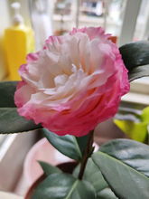 茶花养护入门篇：阳光与阴影的平衡艺术