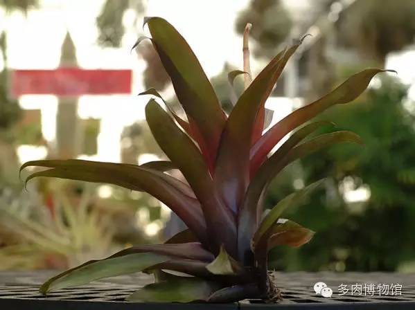 将空气凤梨侧芽拆分，如何让双株茁壮成长