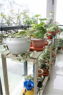 花园里的植物选择：实用与美观的平衡