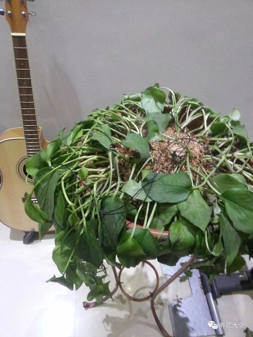 植物的文化代表性