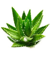 中国芦荟图片，网上哪里能找到