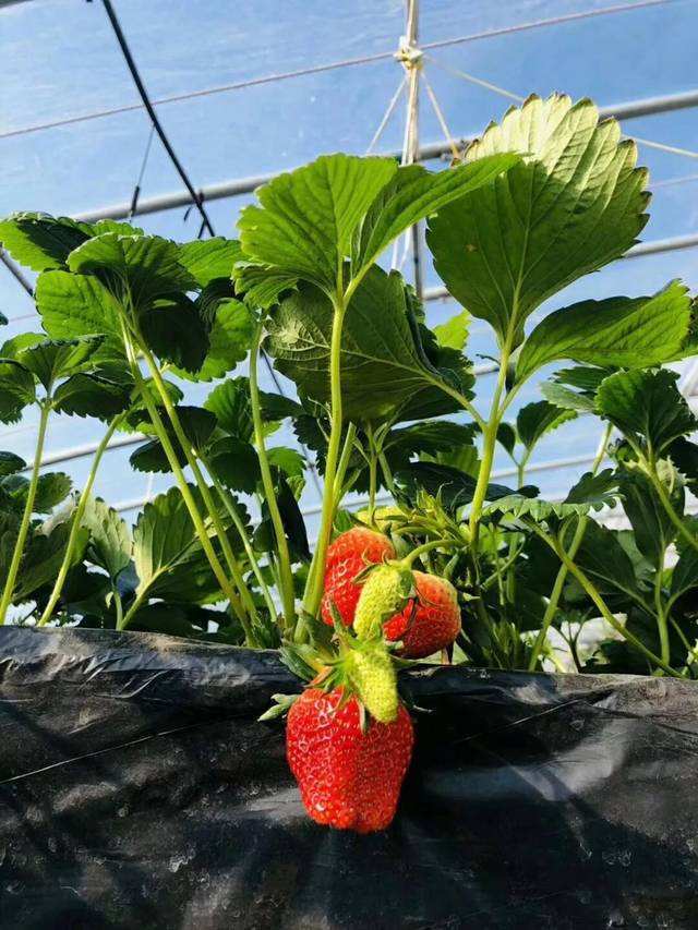 专家解答：这病叫果实锈病