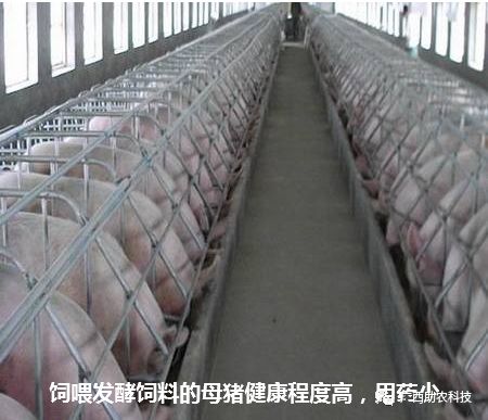 发酵饲料中添加的微生物有哪些作用？