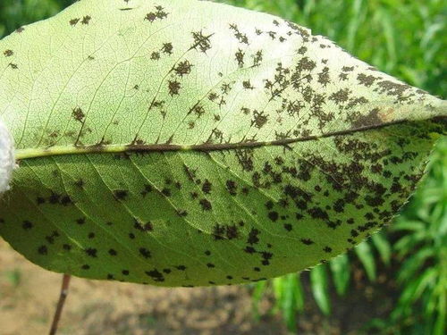 苯醚甲硫：防治锈病的好帮手？