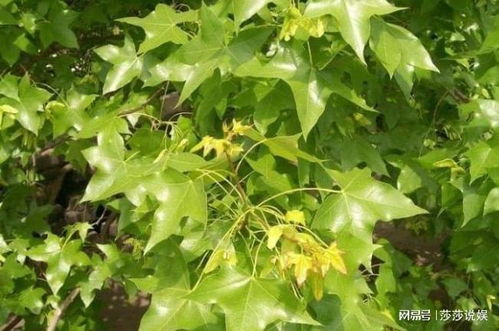 繁育：十年树木， 百年树人