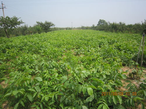 香樟树苗种植量揭秘：一亩地种多少合适？