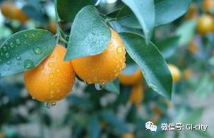 海南金桔的故乡，其独特的地理位置和文化传承是如何影响当地居民的生活习惯的