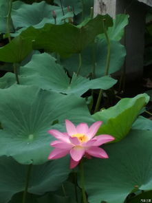 九月的荷花，会不会忒别呢？