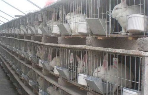 临沂兔饲料原料价格波动，导致獭兔价格暴跌，原因是什么？