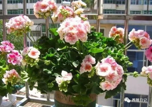 公园里的夏日挑战：花草生存大考验