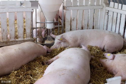 提高猪肉瘦肉率，选种优质猪种