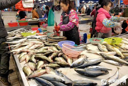 了解海虾市场价格及品种，为海鲜爱好者提供选购指南