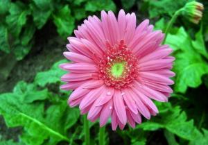 温度控制生死线