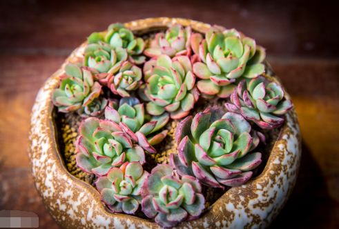 繁殖小技巧， 让你多肉成群