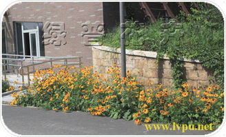 选择适合小区绿化的花草