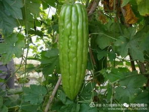 菜农的选择：打药还是不打药？