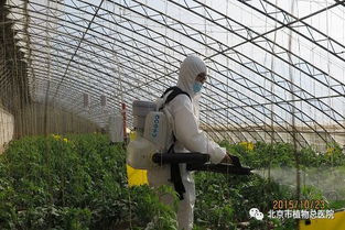 平安农药，如何选择