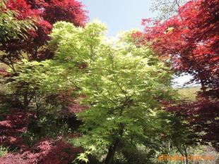 红叶石楠的种植与养护